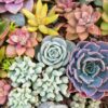 Suculentas: Belleza, Energía y Bienestar para tu Hogar